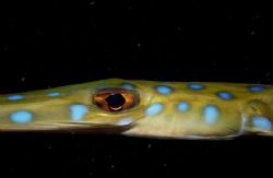 Cornet fish eyes (Fistularia tabacaria)

Taken at night... by João Paulo Krajewski 